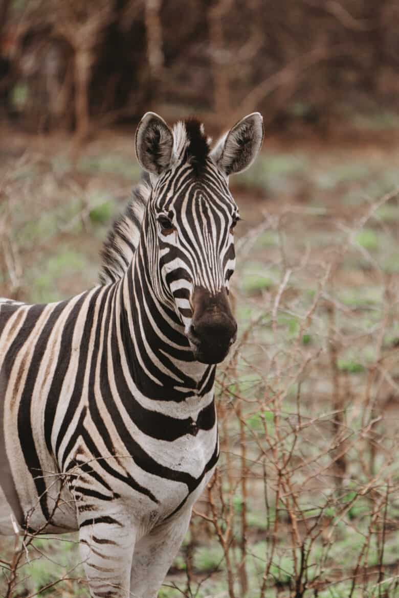 Zebra