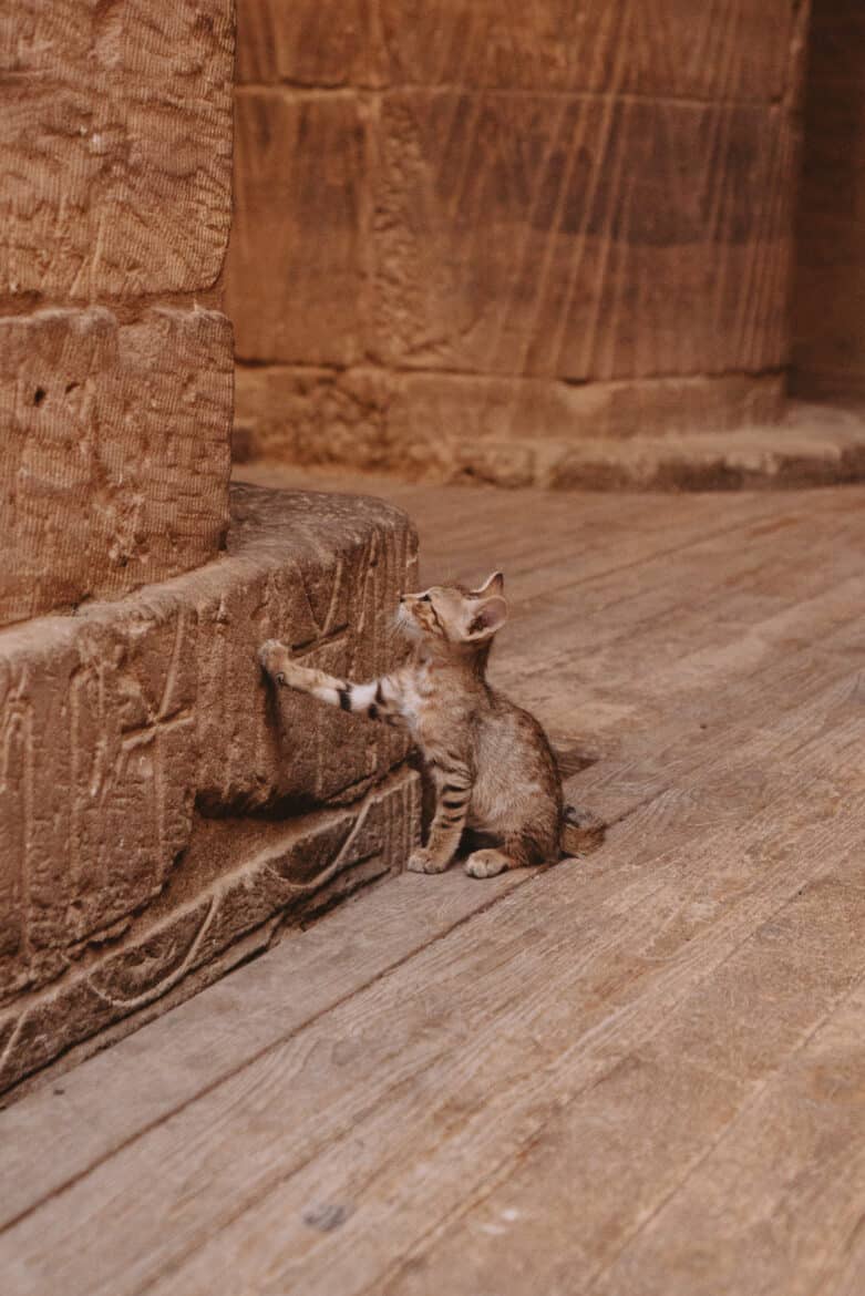In Egypt, a cat entertains itself by playing with a stone wall.