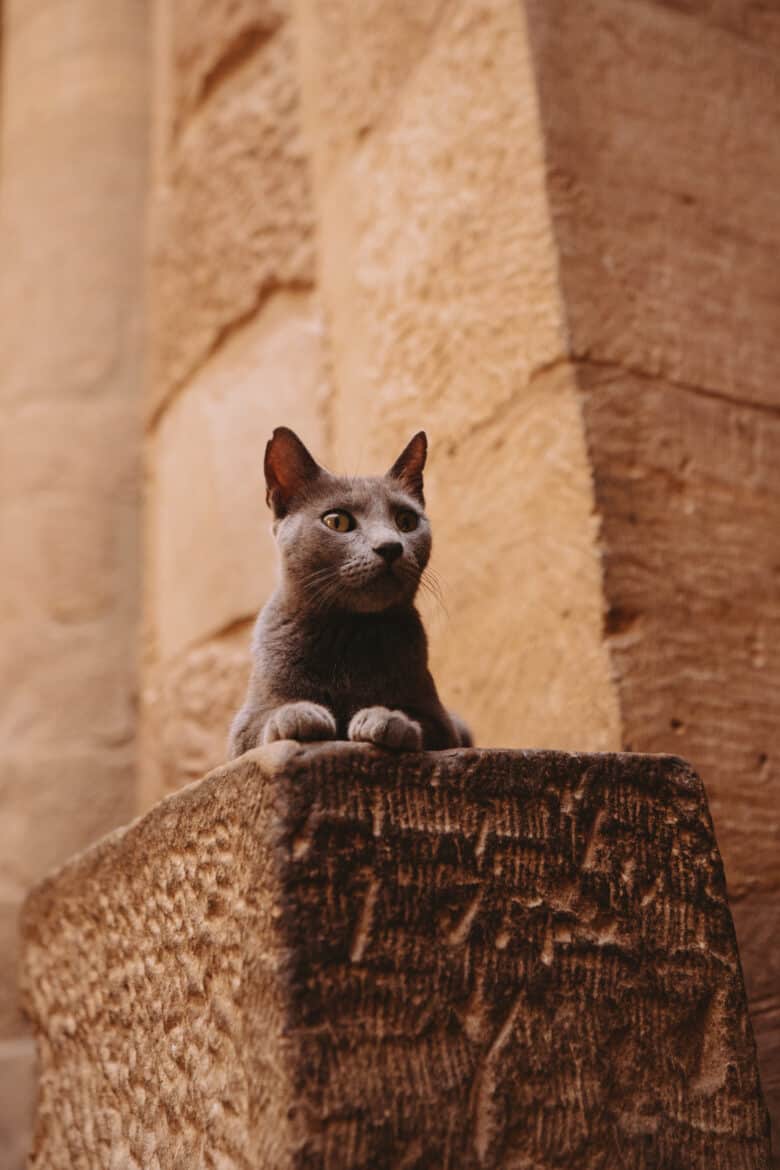 A cat perched on a stone ledge in Egypt.