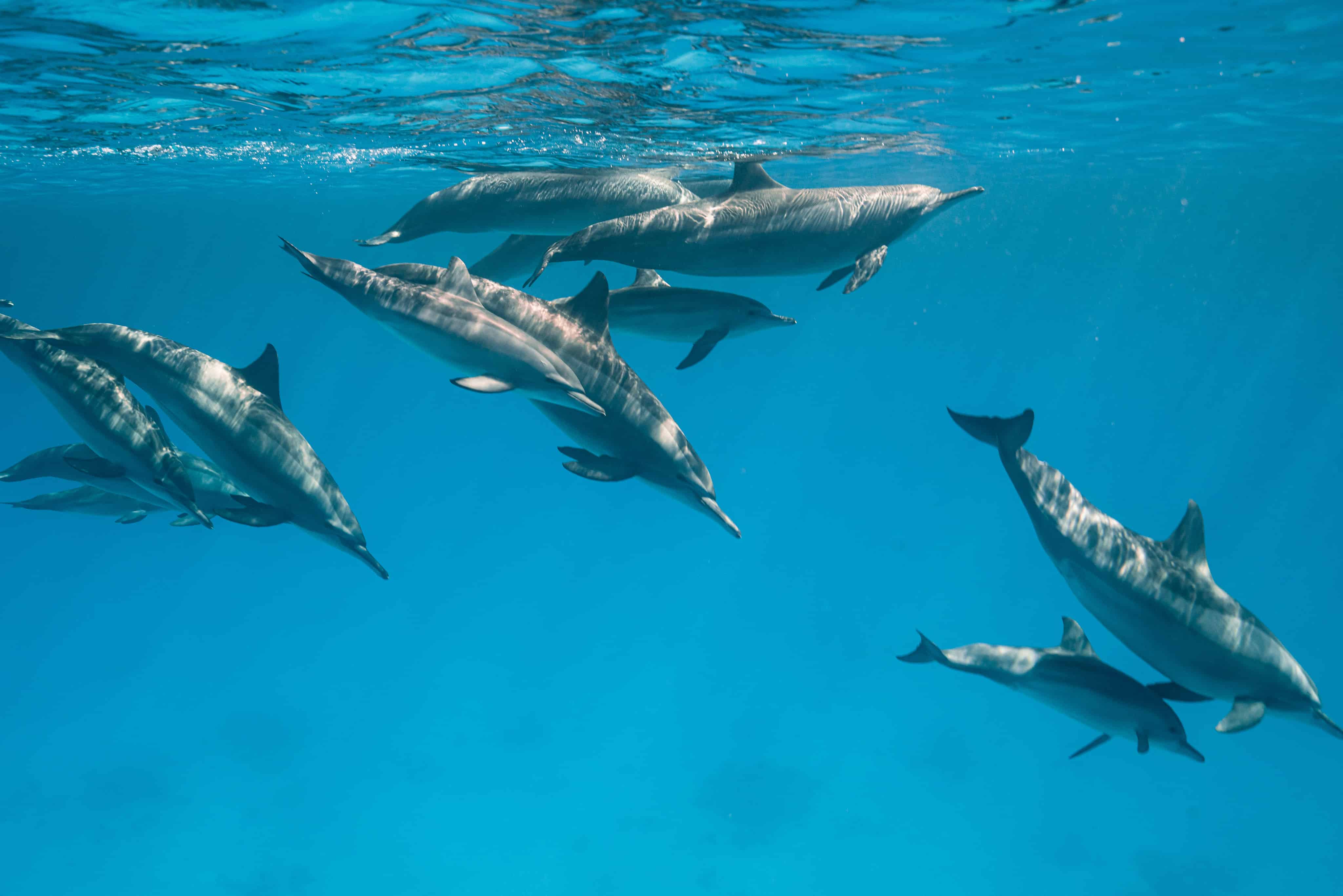 A group of dolphins swimming in the Egyptian ocean.