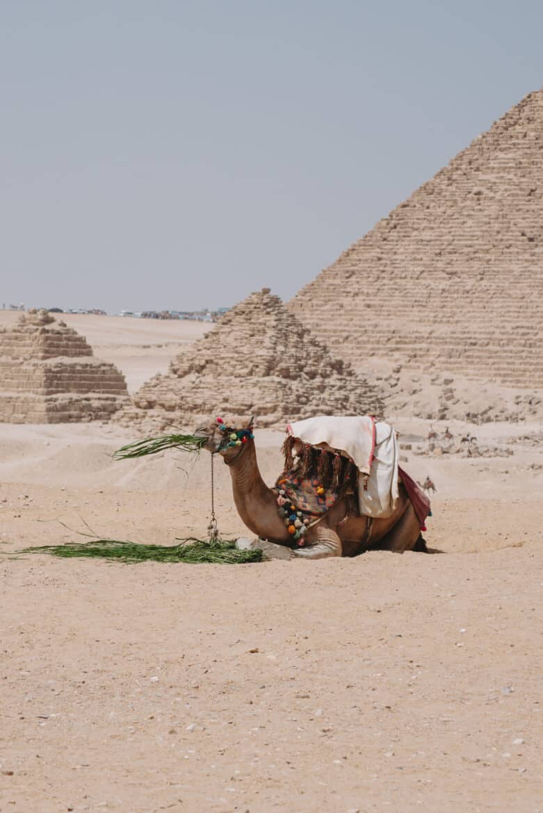 In an Egypt itinerary, a camel poses before the pyramids.