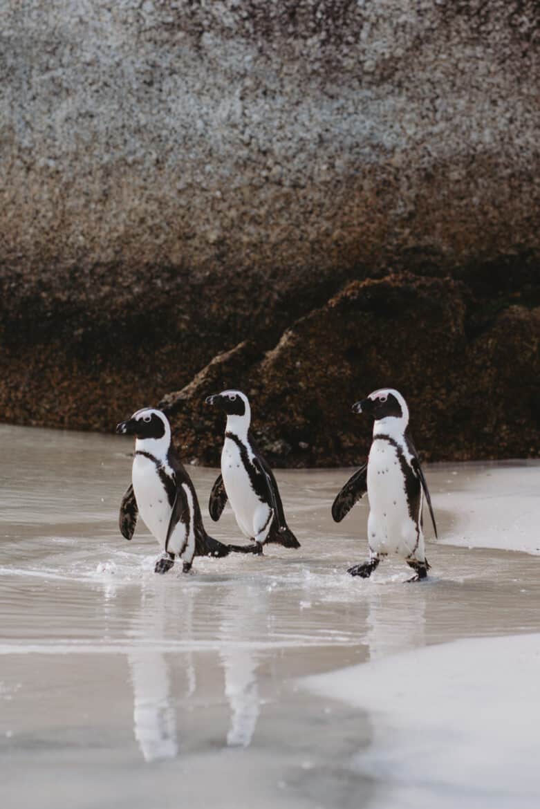 Three penguins walking near a large rock in Cape Town, South Africa.