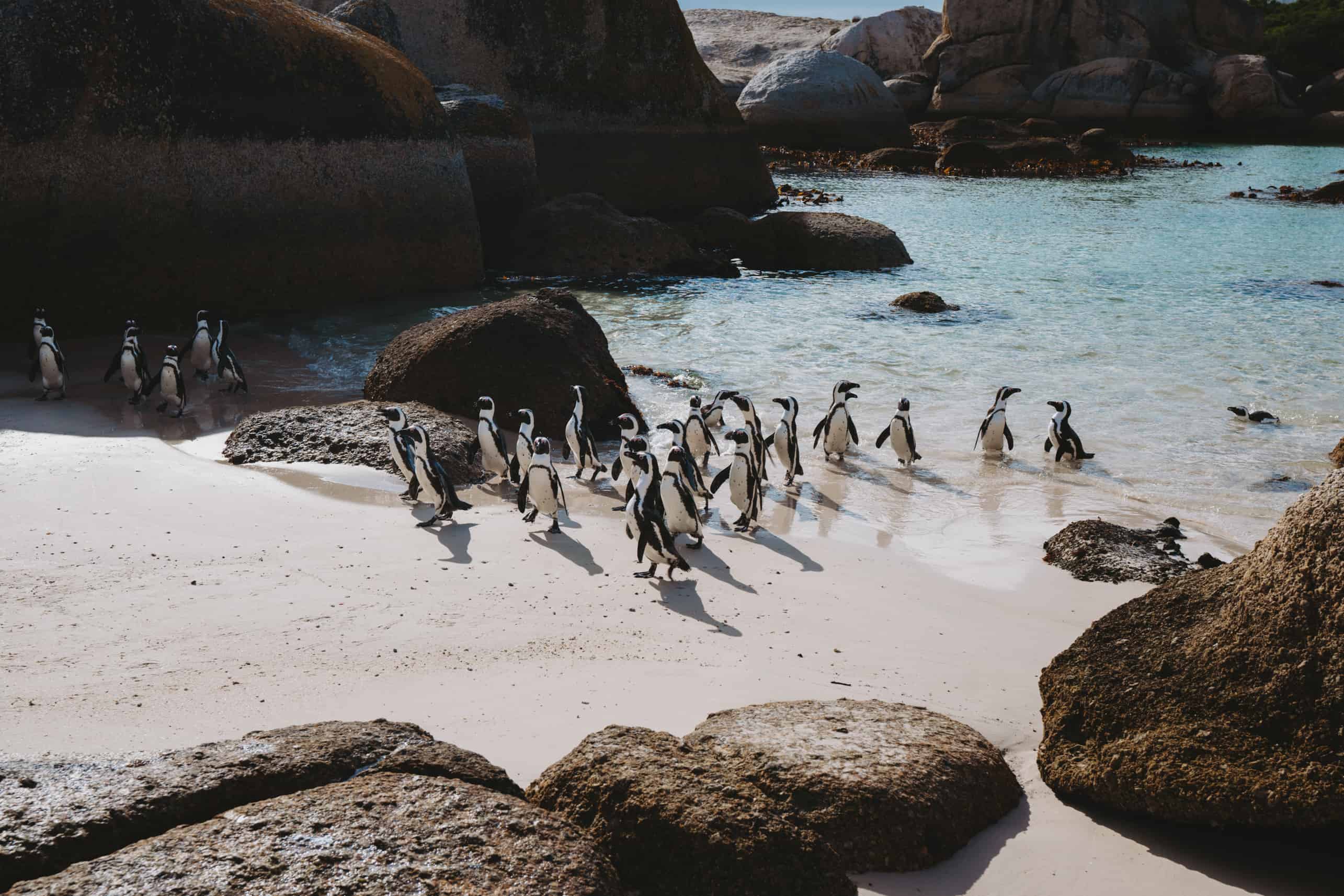 A group of penguins strolling on a beach near rocks, a must-see in Cape Town.