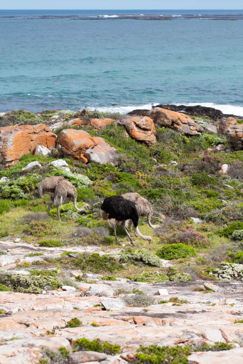 The ostrich is walking on the rocky ground in Cape Town, South Africa.