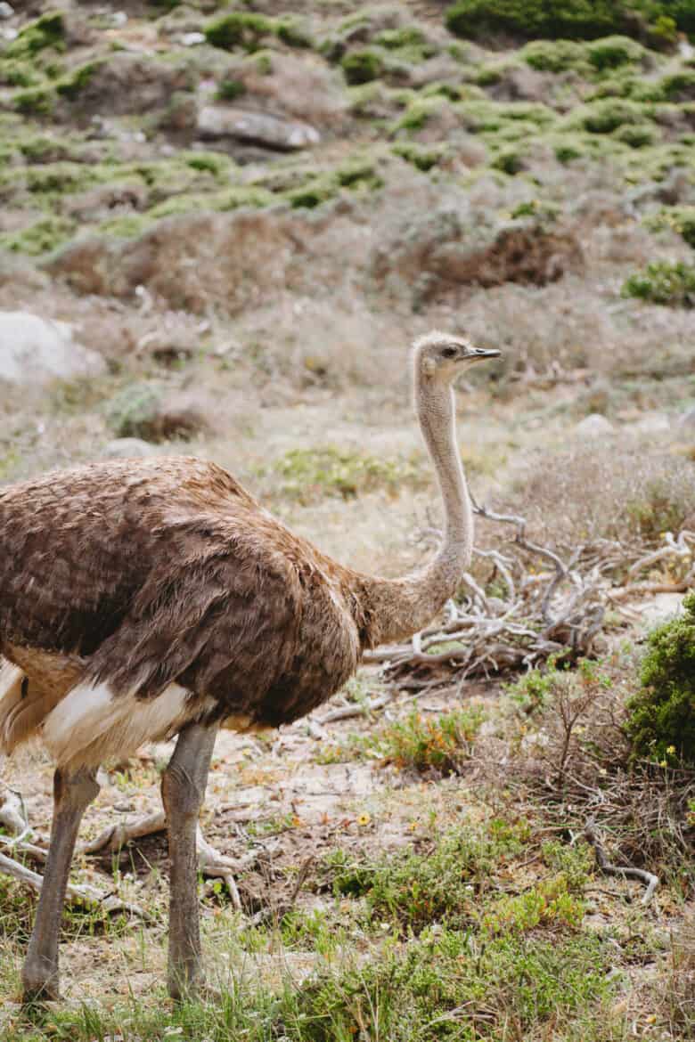 In Cape Town, an ostrich is standing in a field.