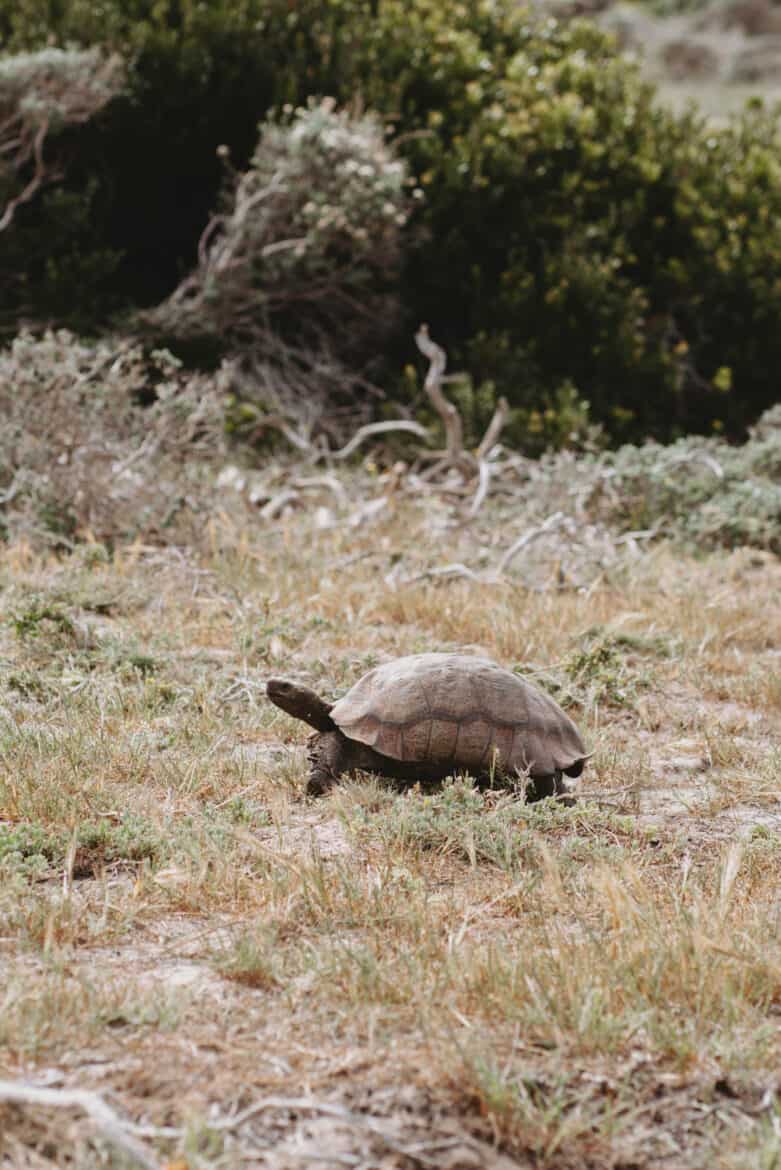 A tortoise exploring the picturesque lawns of Cape Town, South Africa.