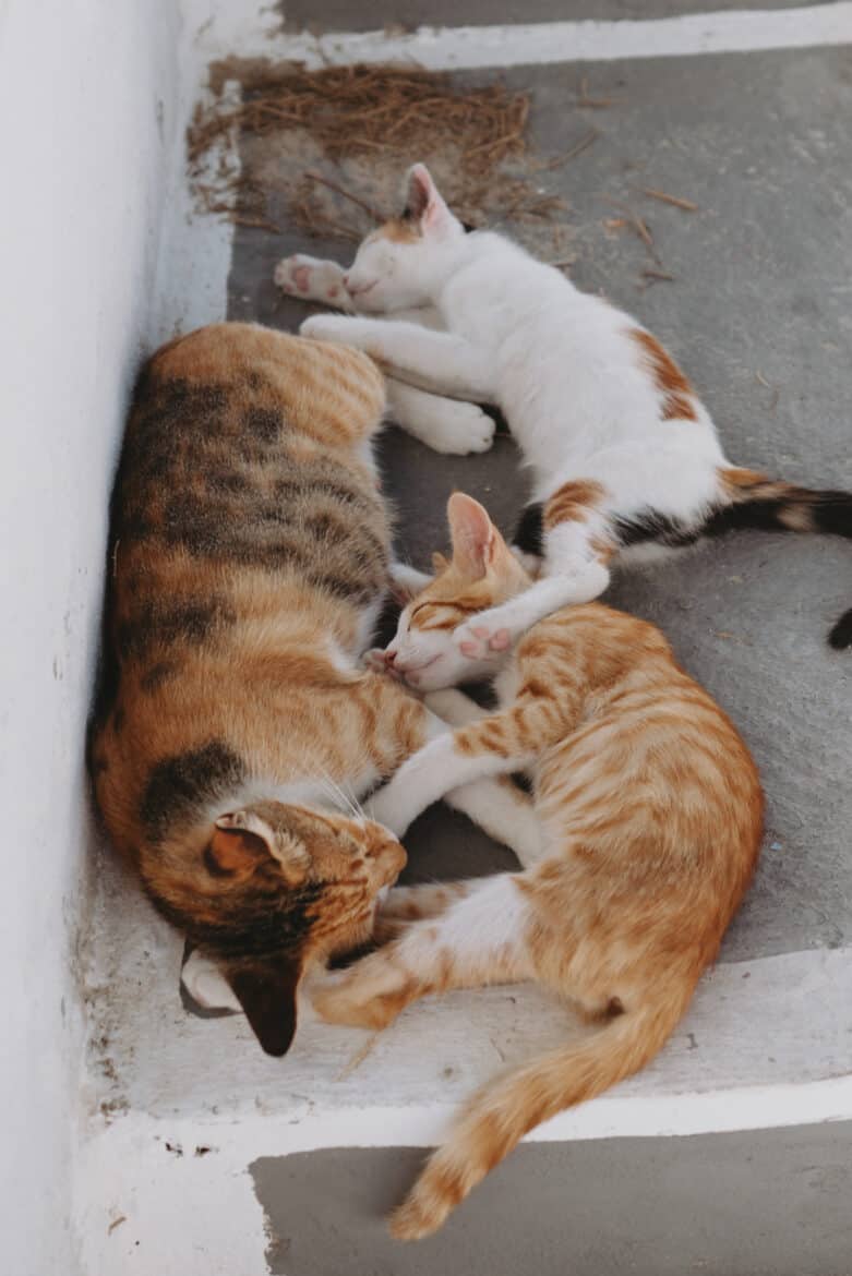 Three cats laying on a stairway in Milos, Greece.