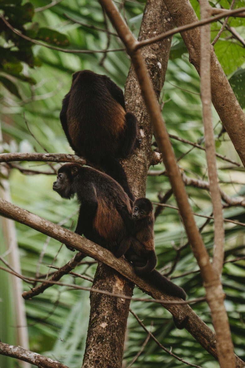 A group of monkeys sitting on a tree branch.