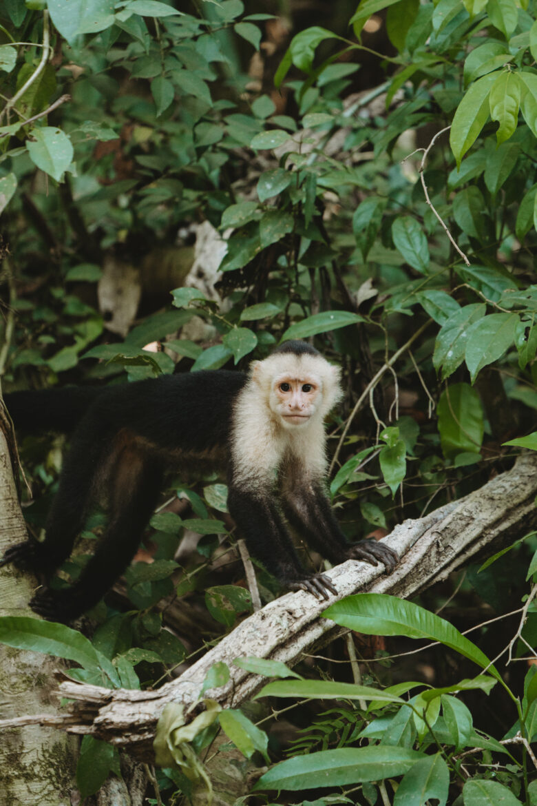 Manuel Antonio, 03.2023-04045