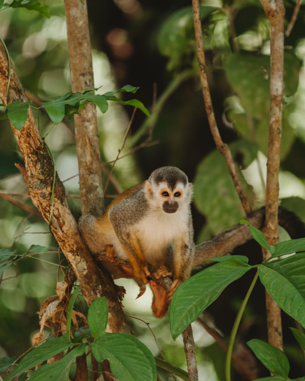 Costa Rica Wildlife - A small monkey sitting on a tree branch