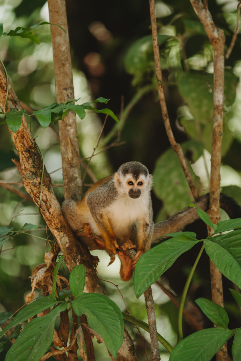 Costa Rica Wildlife - A small monkey sitting on a tree branch