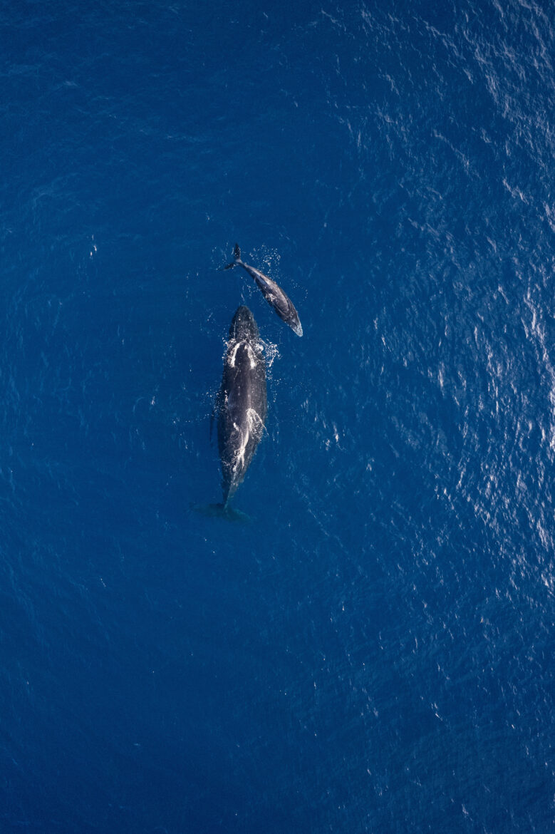 A humpback whale and a calf swimming in the ocean.