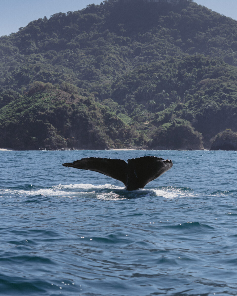 A humpback whale in the ocean.