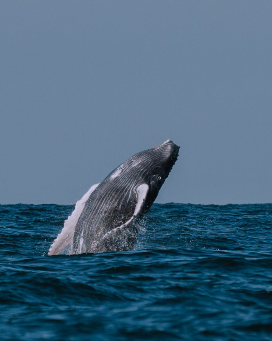 A humpback whale jumping out of the water.