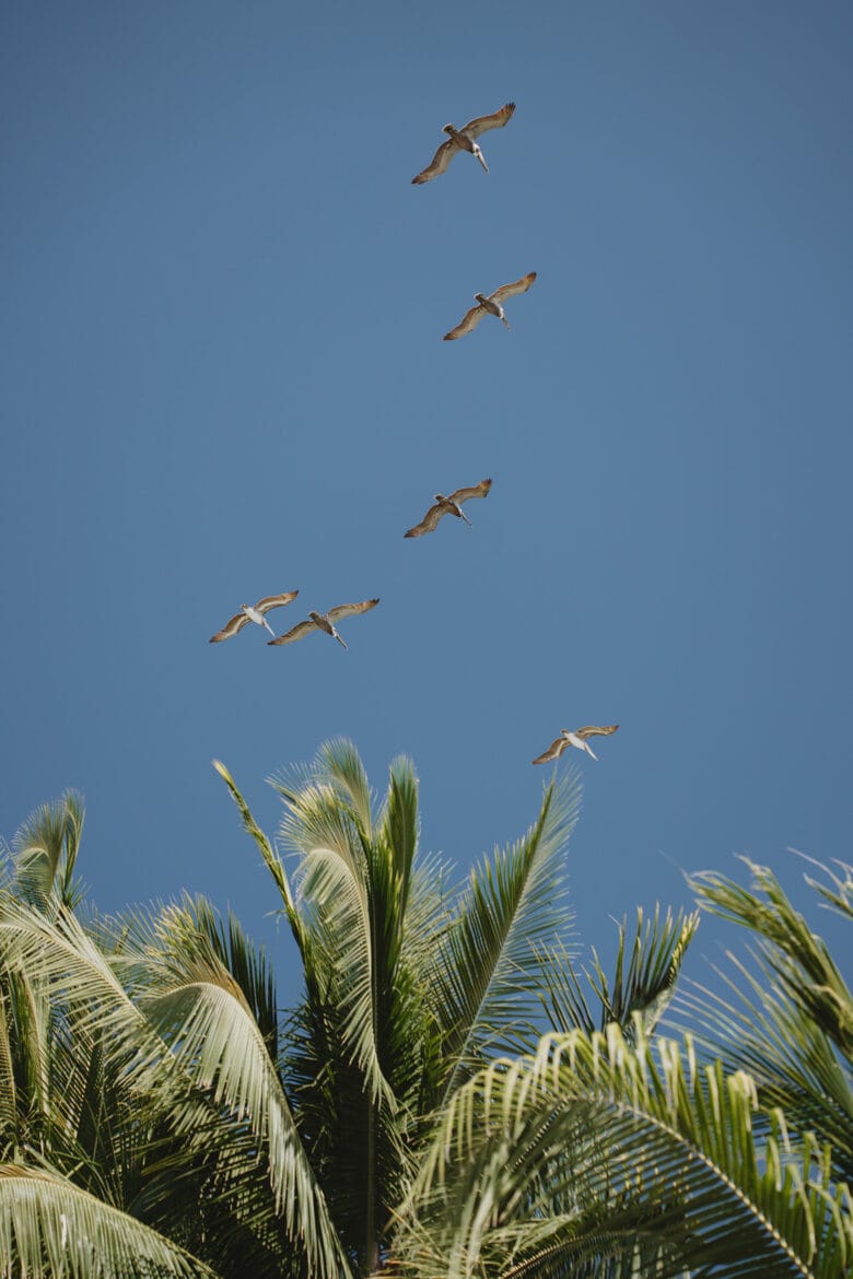 A flock of birds soaring over a palm tree in Montezuma, Costa Rica.
