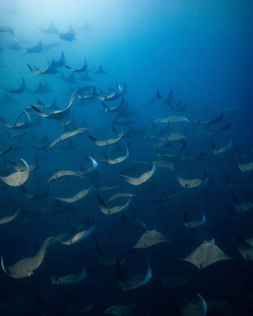 Ocean Safari La Ventana, Baja California Sur, Mobula Migration