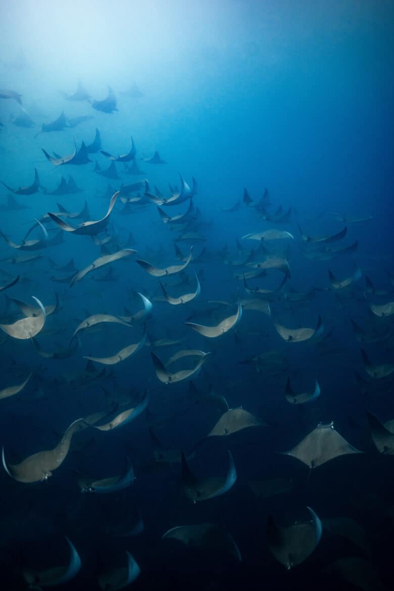 Ocean Safari La Ventana, Baja California Sur, Mobula Migration